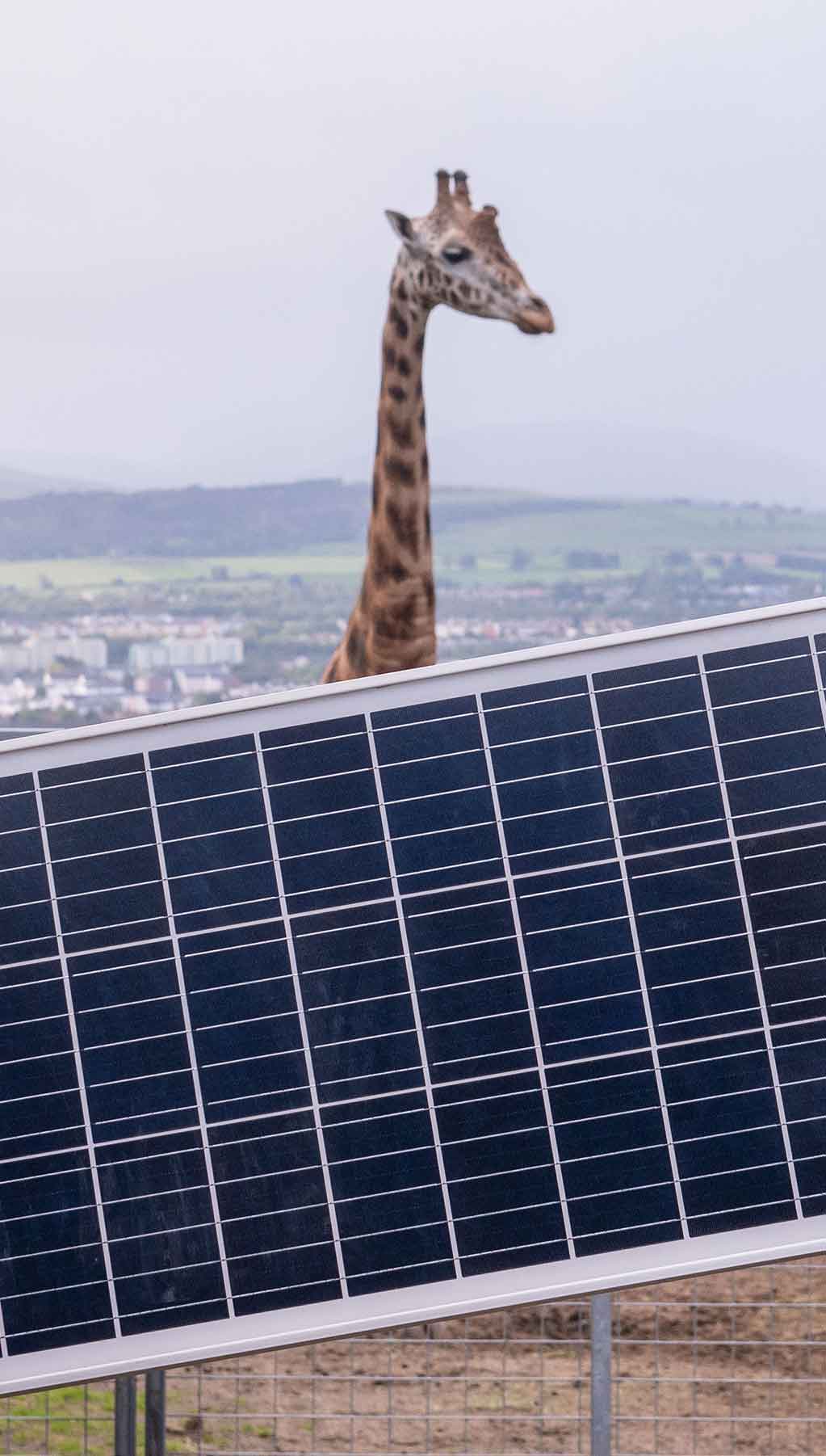 Solar panel in front of giraffes