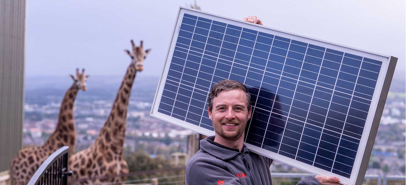 Solar panel in front of giraffes