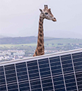 Solar panel and giraffe