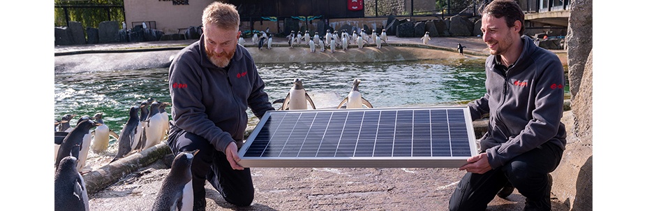 E.ON installers, holding a solar panel, and interacting with penguins at Edinburgh Zoo